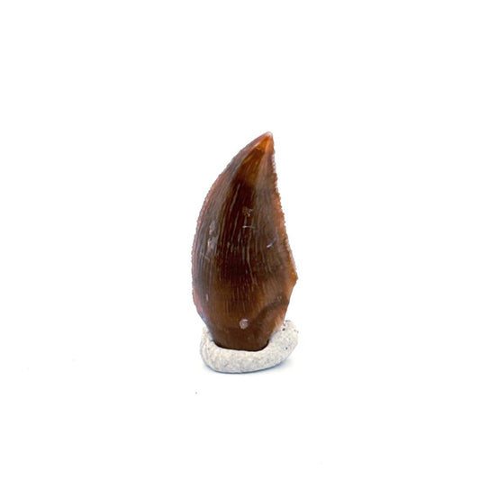 Majungasaurus Fossil Dinosaur Tooth (0.87") - Late Cretaceous, Madagascar - FossilsAndMore