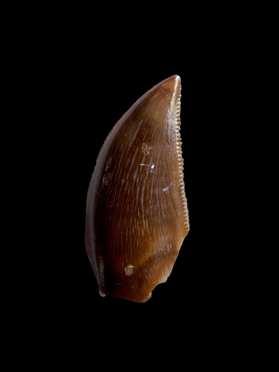 Majungasaurus Fossil Dinosaur Tooth (0.87") - Late Cretaceous, Madagascar - FossilsAndMore