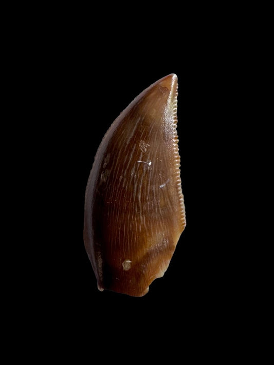 Majungasaurus Fossil Dinosaur Tooth (0.87") - Late Cretaceous, Madagascar - FossilsAndMore