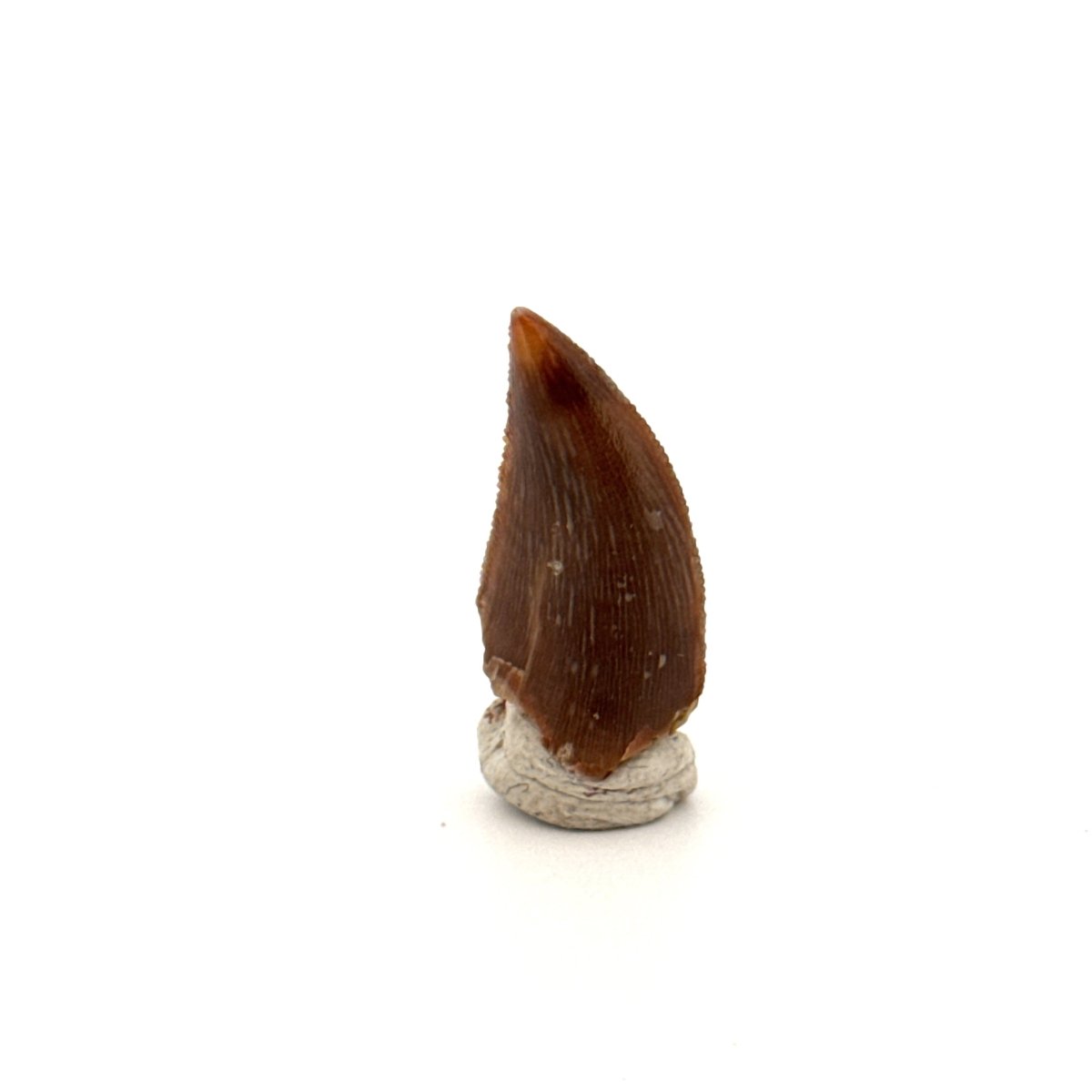 Majungasaurus Fossil Dinosaur Tooth (0.87") - Late Cretaceous, Madagascar - FossilsAndMore