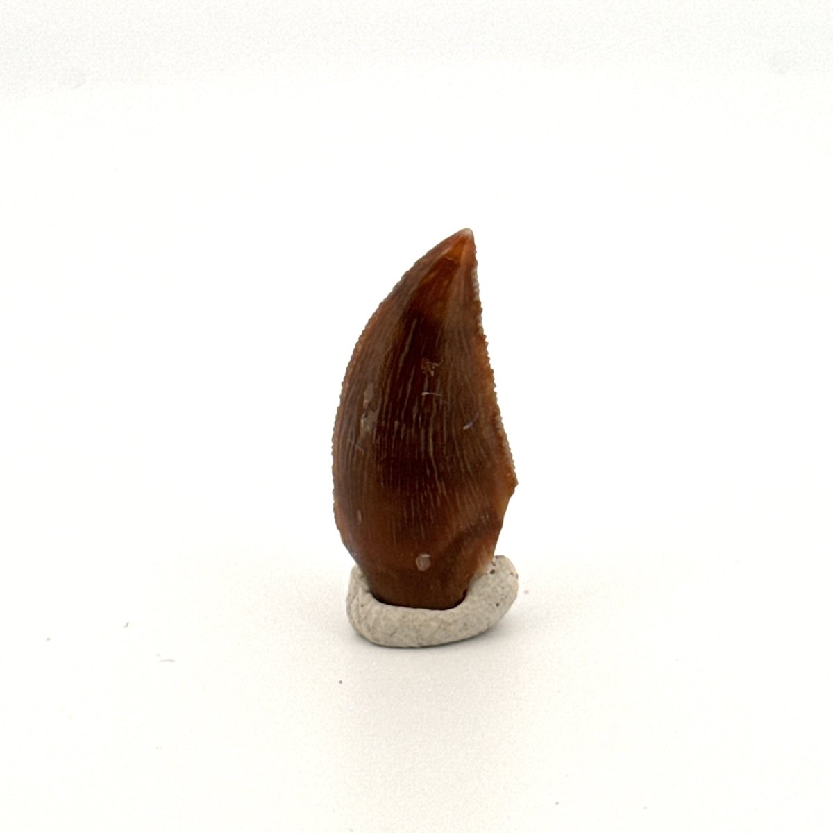 Majungasaurus Fossil Dinosaur Tooth (0.87") - Late Cretaceous, Madagascar - FossilsAndMore