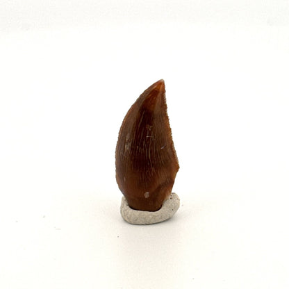 Majungasaurus Fossil Dinosaur Tooth (0.87") - Late Cretaceous, Madagascar - FossilsAndMore