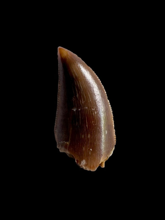 Majungasaurus Fossil Dinosaur Tooth (0.87") - Late Cretaceous, Madagascar - FossilsAndMore