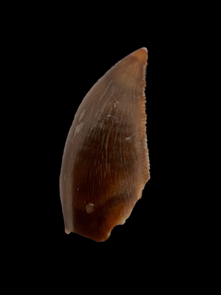 Majungasaurus Fossil Dinosaur Tooth (0.87") - Late Cretaceous, Madagascar - FossilsAndMore