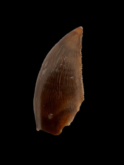 Majungasaurus Fossil Dinosaur Tooth (0.87") - Late Cretaceous, Madagascar - FossilsAndMore