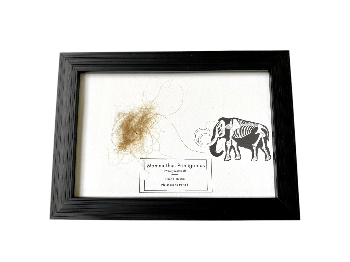 Mammoth Primigenius hair in picture frame - FossilsAndMore