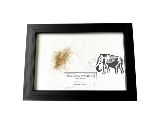 Mammoth Primigenius hair in picture frame - FossilsAndMore