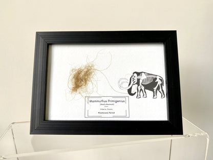 Mammoth Primigenius hair in picture frame - FossilsAndMore