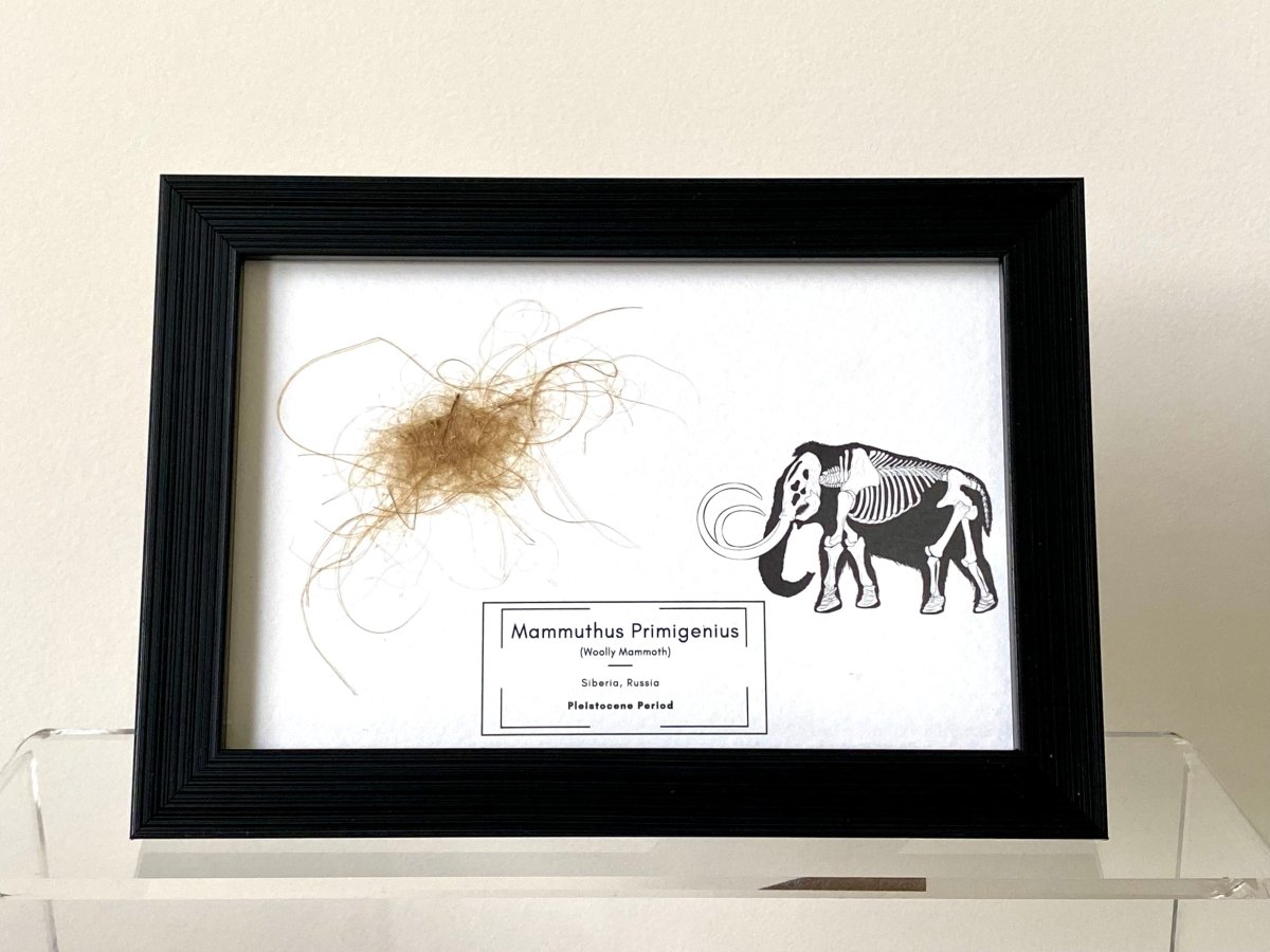 Mammoth Primigenius hair in picture frame (nr2) - FossilsAndMore