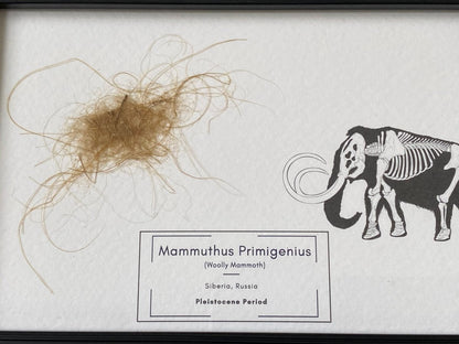 Mammoth Primigenius hair in picture frame (nr2) - FossilsAndMore