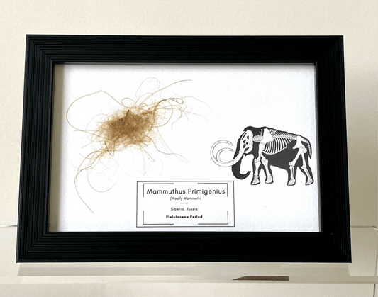 Mammoth Primigenius hair in picture frame (nr2) - FossilsAndMore