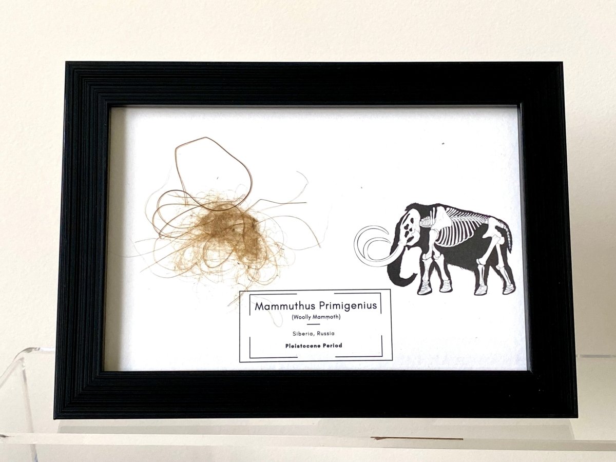 Mammoth Primigenius hair in picture frame (nr3) - FossilsAndMore