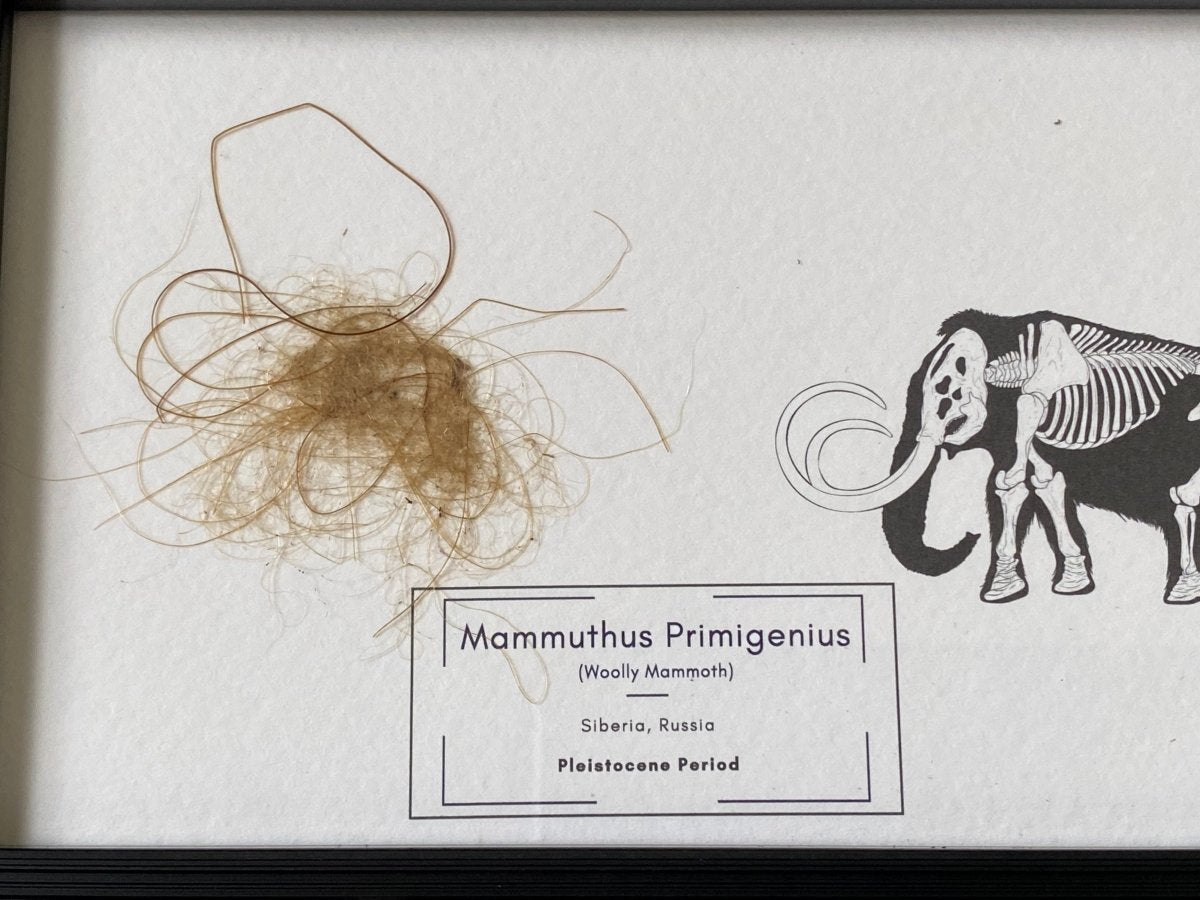 Mammoth Primigenius hair in picture frame (nr3) - FossilsAndMore