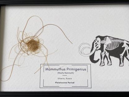 Mammoth Primigenius hair in picture frame (nr4) - FossilsAndMore