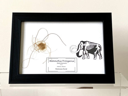 Mammoth Primigenius hair in picture frame (nr4) - FossilsAndMore