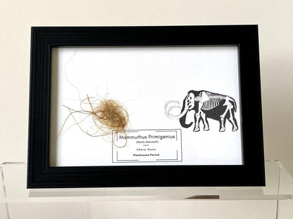 Mammoth Primigenius hair in picture frame (nr5) - FossilsAndMore