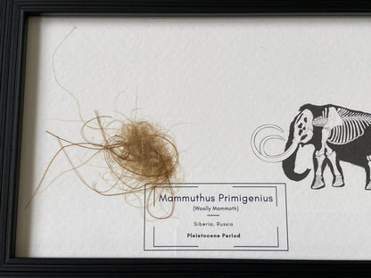 Mammoth Primigenius hair in picture frame (nr5) - FossilsAndMore