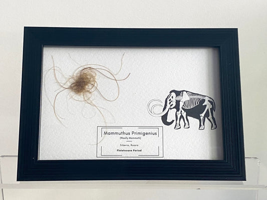 Mammoth Primigenius hair in picture frame - Pleistocene Period, Siberia (A001) - FossilsAndMore
