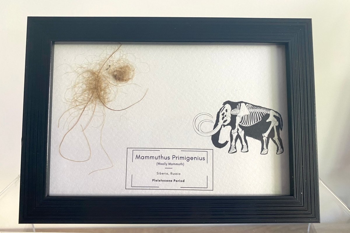 Mammoth Primigenius hair in picture frame - Pleistocene Period, Siberia (A002) - FossilsAndMore