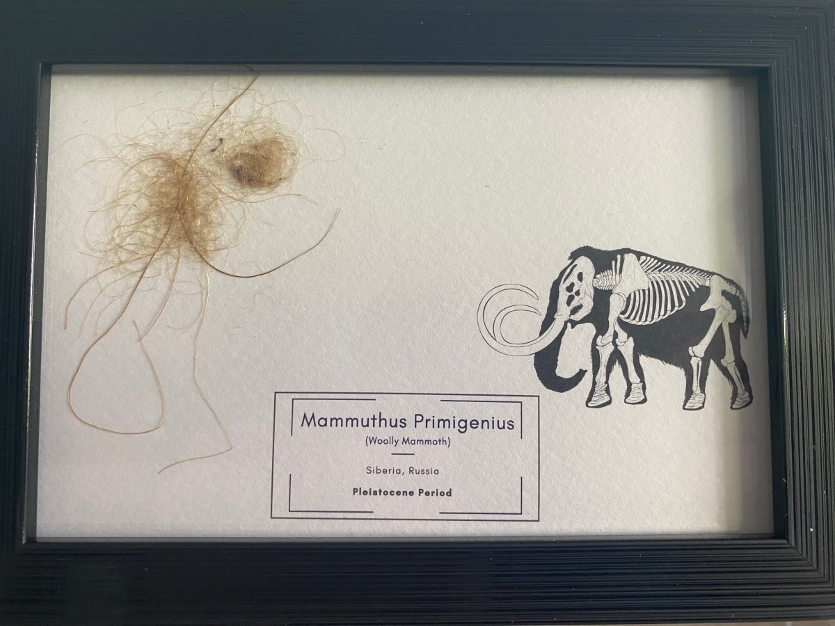 Mammoth Primigenius hair in picture frame - Pleistocene Period, Siberia (A002) - FossilsAndMore