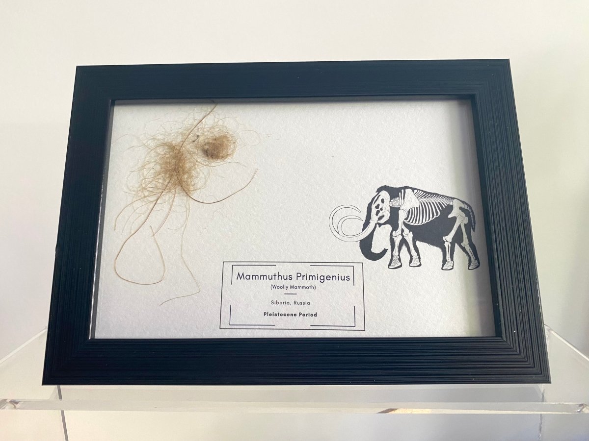 Mammoth Primigenius hair in picture frame - Pleistocene Period, Siberia (A002) - FossilsAndMore