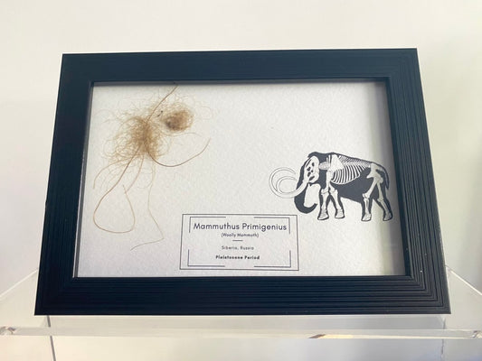 Mammoth Primigenius hair in picture frame - Pleistocene Period, Siberia (A002) - FossilsAndMore