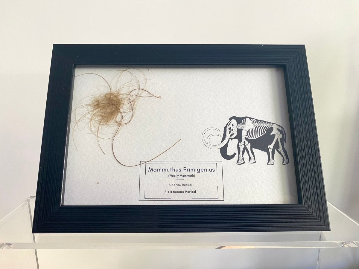 Mammoth Primigenius hair in picture frame - Pleistocene Period, Siberia (A003) - FossilsAndMore