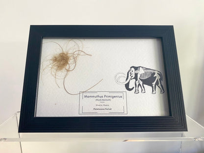 Mammoth Primigenius hair in picture frame - Pleistocene Period, Siberia (A003) - FossilsAndMore