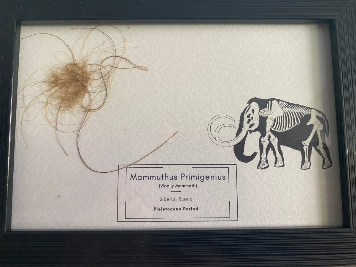 Mammoth Primigenius hair in picture frame - Pleistocene Period, Siberia (A003) - FossilsAndMore