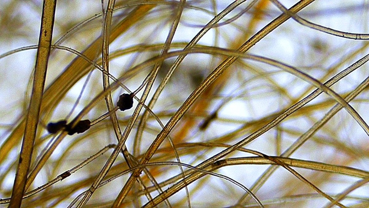 Mammoth Primigenius hair in picture frame - Pleistocene Period, Siberia (A004) - FossilsAndMore