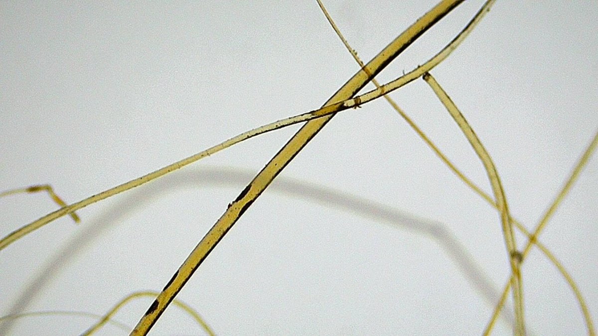 Mammoth Primigenius hair in picture frame - Pleistocene Period, Siberia (A004) - FossilsAndMore