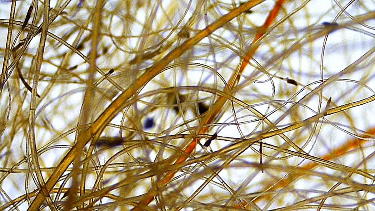 Mammoth Primigenius hair in picture frame - Pleistocene Period, Siberia (A004) - FossilsAndMore