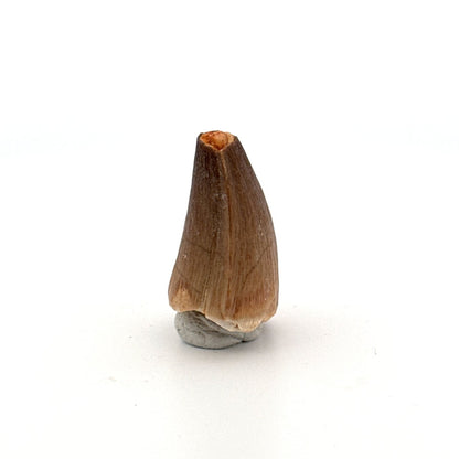 Maroccosuchus zennaroi Fossil tooth (1.19") from Morocco - FossilsAndMore