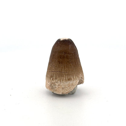 Maroccosuchus zennaroi Fossil tooth (1.22") from Morocco - FossilsAndMore