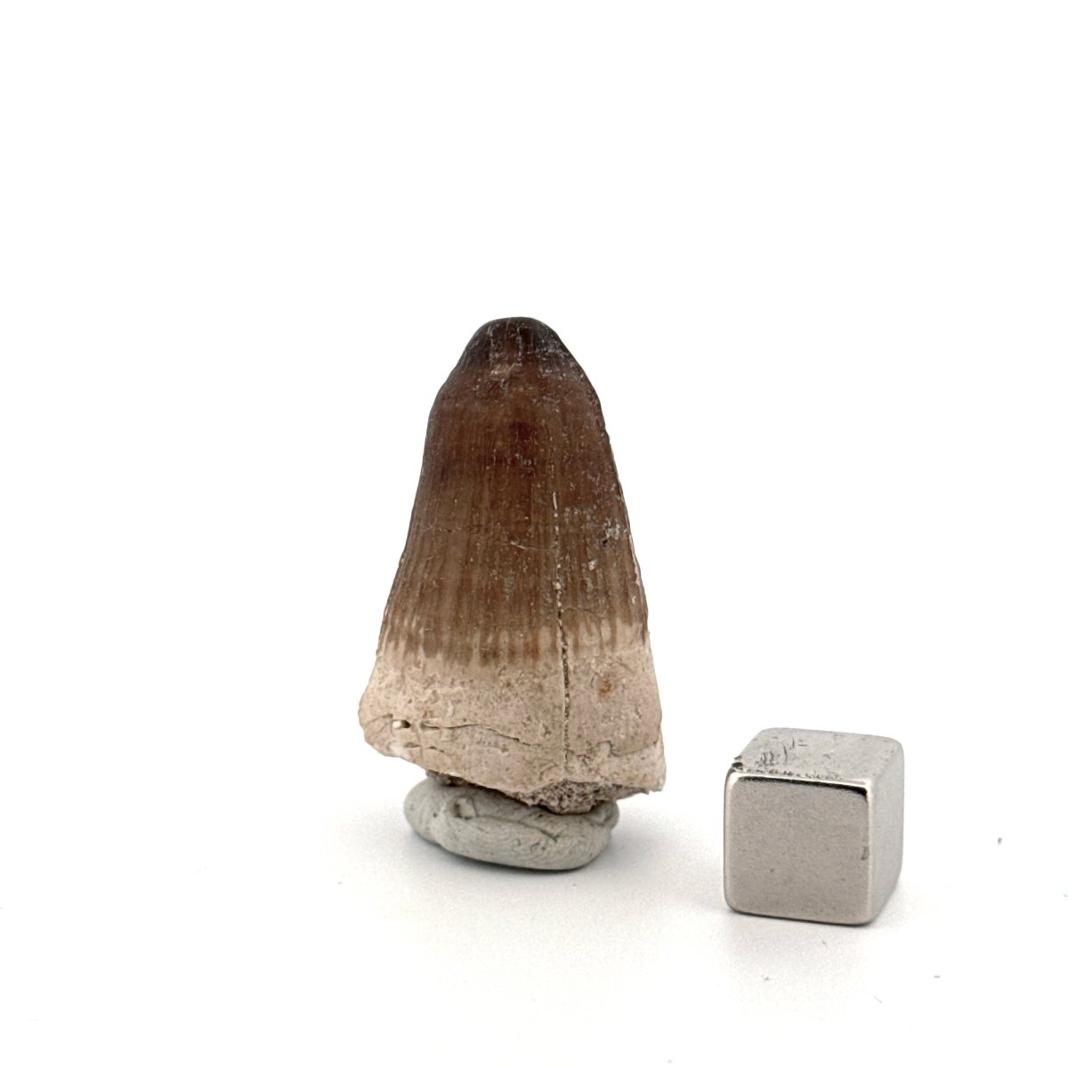 Maroccosuchus zennaroi Fossil tooth (1.35") from Morocco - FossilsAndMore