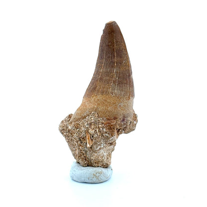 Maroccosuchus zennaroi Fossil tooth (1.55") from Morocco - FossilsAndMore