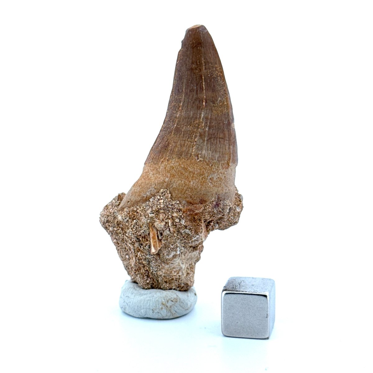 Maroccosuchus zennaroi Fossil tooth (1.55") from Morocco - FossilsAndMore