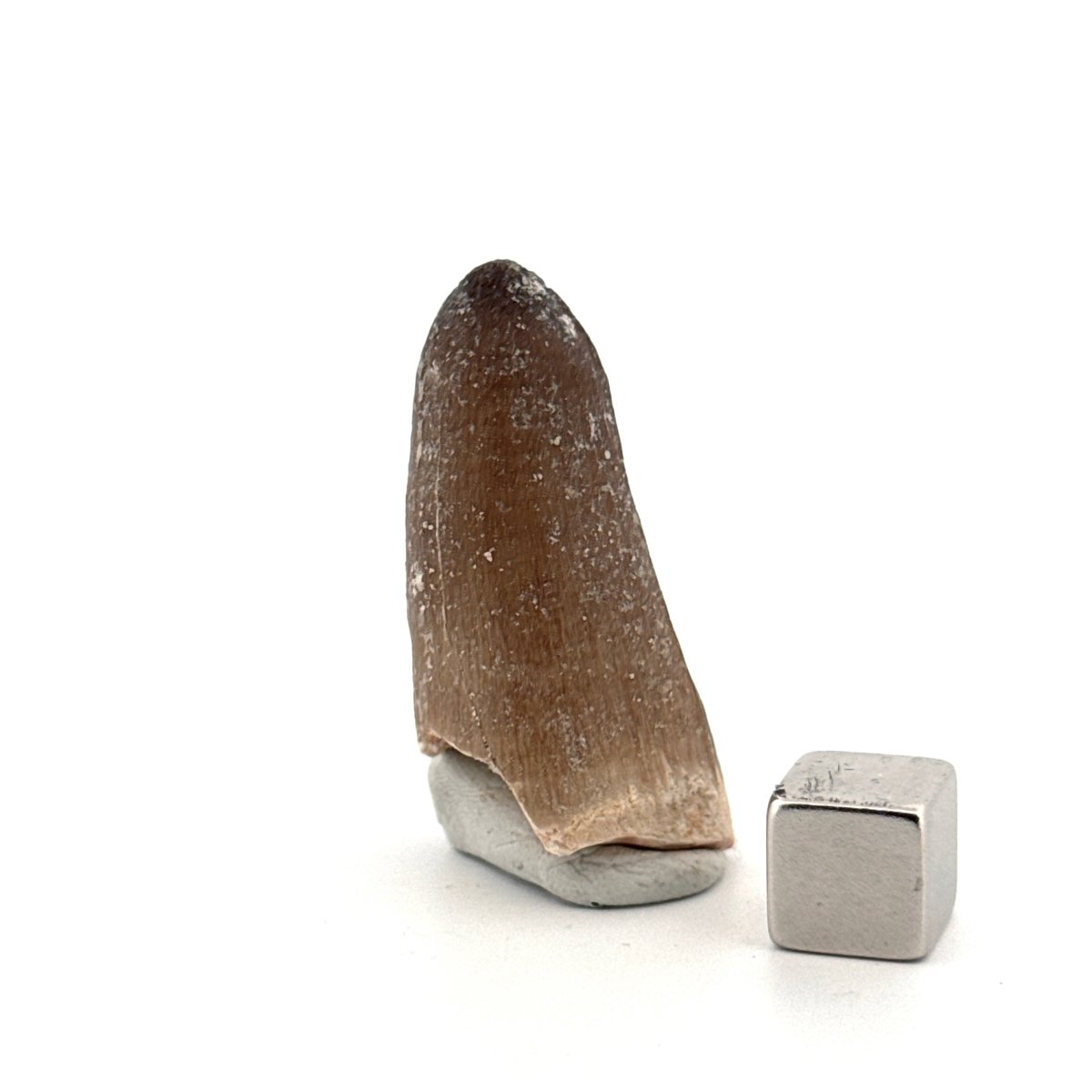 Maroccosuchus zennaroi Fossil tooth (1.61") from Morocco - FossilsAndMore