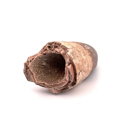 Maroccosuchus zennaroi Fossil tooth (1.73") from Morocco - FossilsAndMore