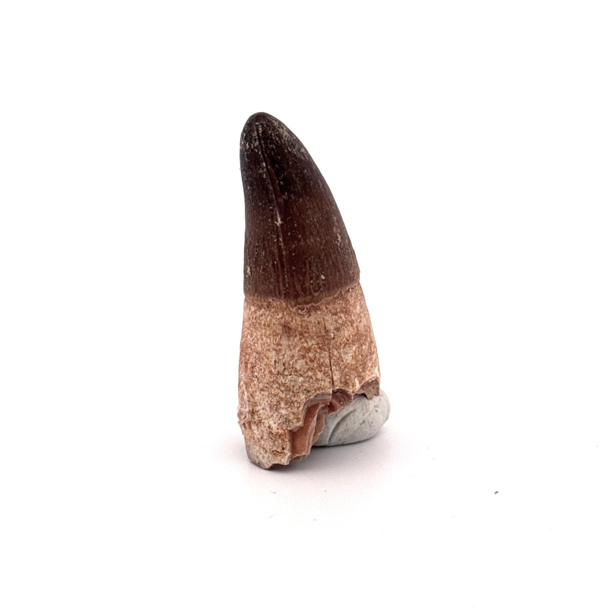 Maroccosuchus zennaroi Fossil tooth (1.73") from Morocco - FossilsAndMore
