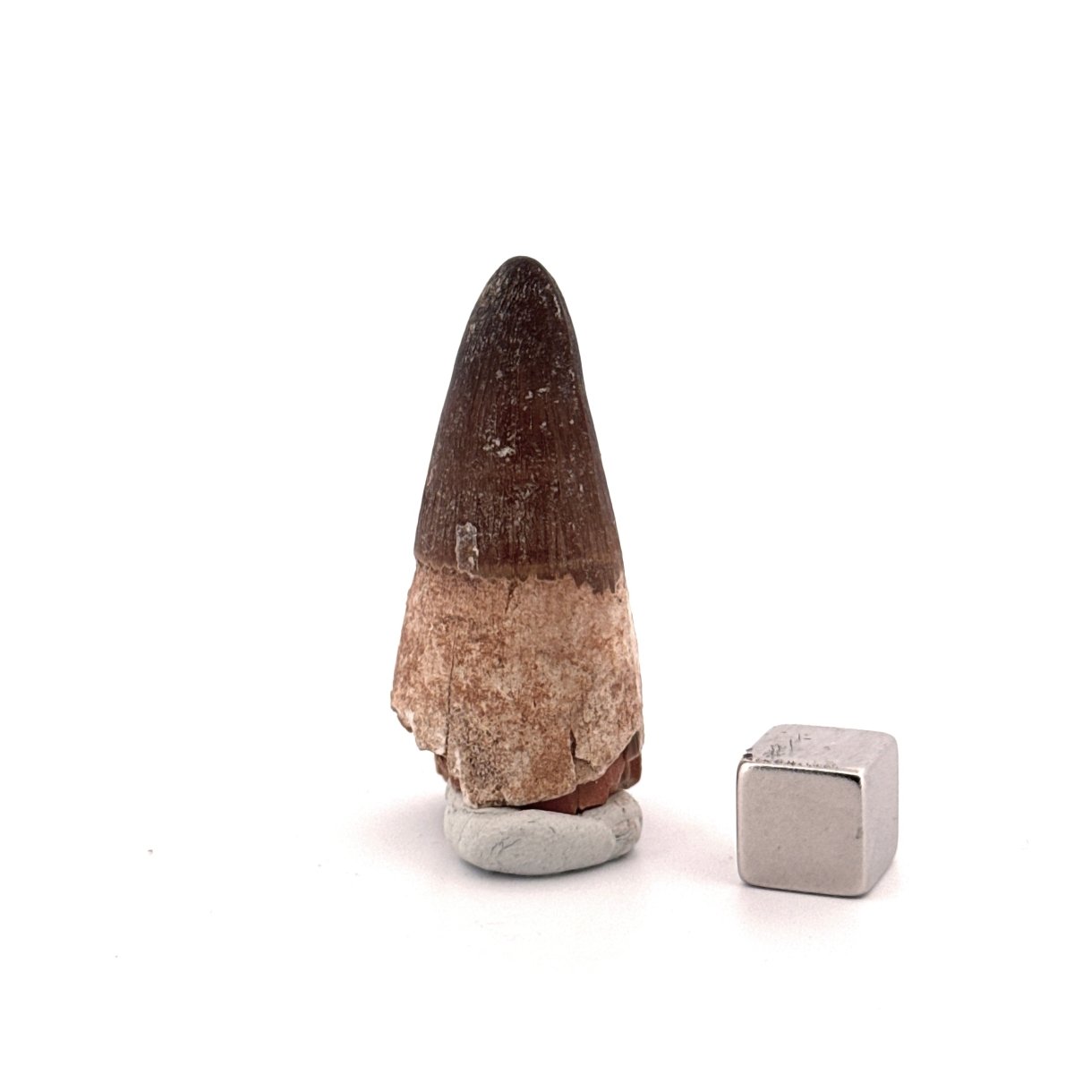 Maroccosuchus zennaroi Fossil tooth (1.73") from Morocco - FossilsAndMore