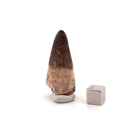 Maroccosuchus zennaroi Fossil tooth (1.73") from Morocco - FossilsAndMore