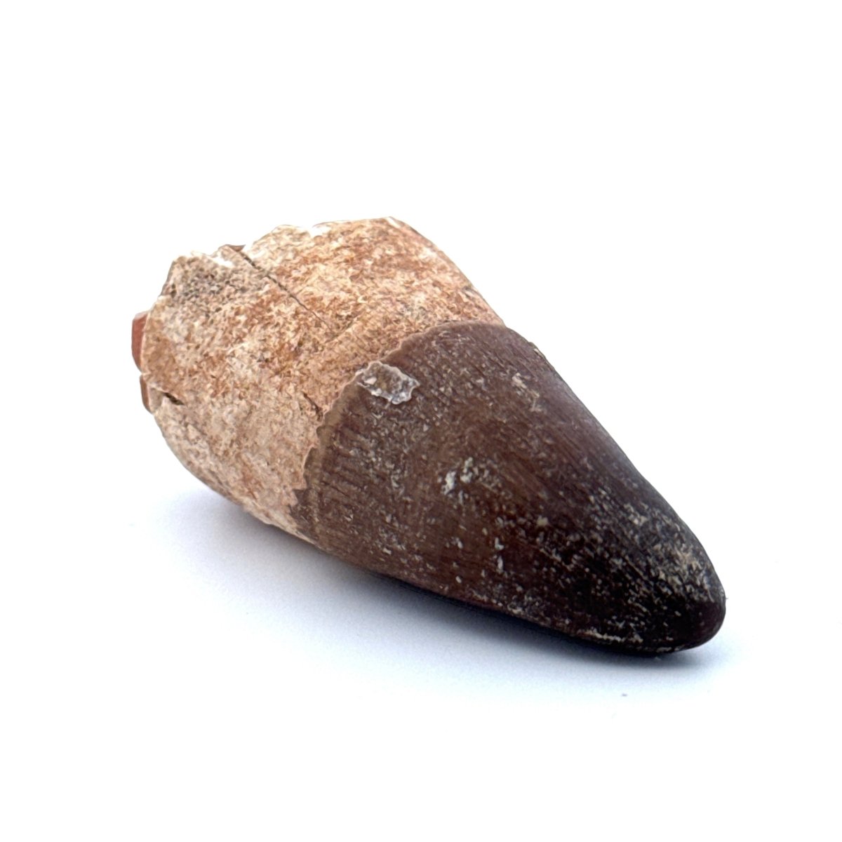 Maroccosuchus zennaroi Fossil tooth (1.73") from Morocco - FossilsAndMore