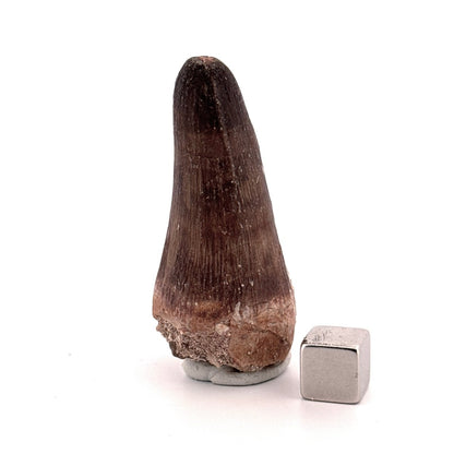 Maroccosuchus zennaroi Fossil tooth (2.10") from Morocco - FossilsAndMore