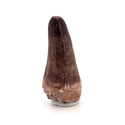 Maroccosuchus zennaroi Fossil tooth (2.10") from Morocco - FossilsAndMore