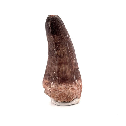 Maroccosuchus zennaroi Fossil tooth (2.10") from Morocco - FossilsAndMore