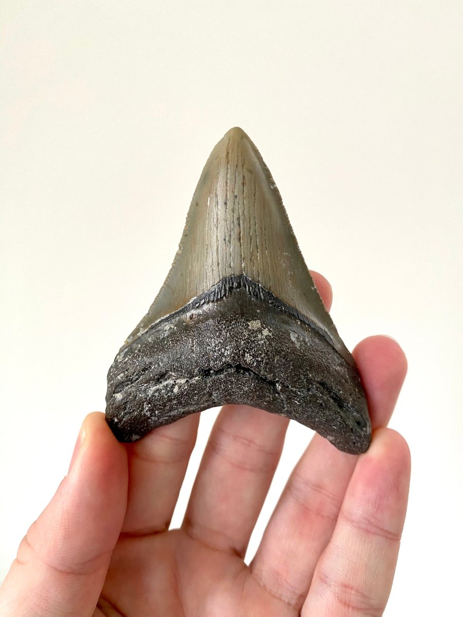 Megalodon shark tooth fossil from USA - FossilsAndMore