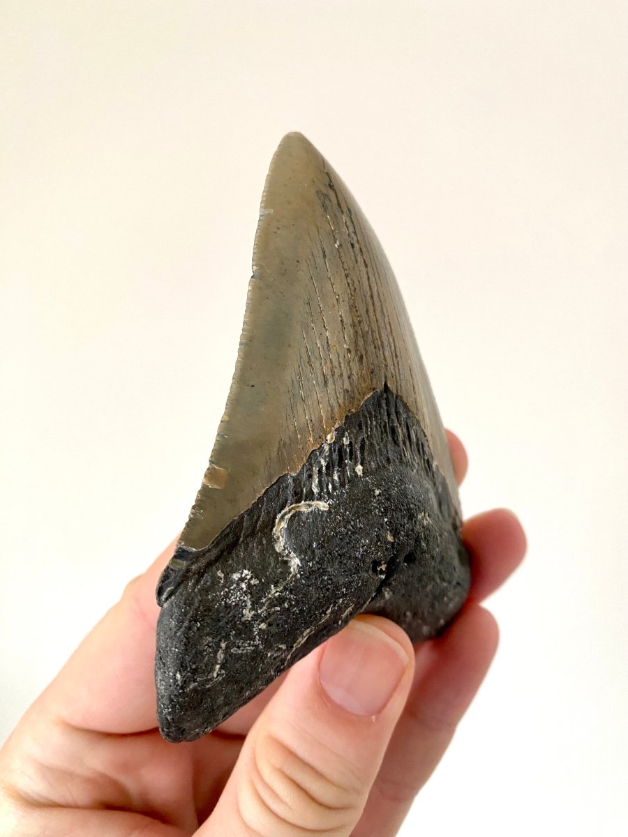 Megalodon shark tooth fossil from USA - FossilsAndMore