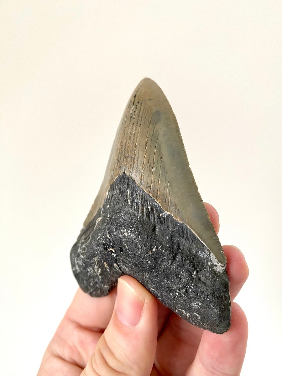 Megalodon shark tooth fossil from USA - FossilsAndMore