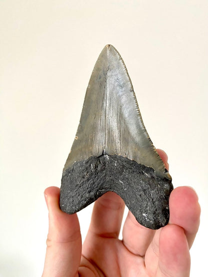 Megalodon shark tooth fossil from USA - FossilsAndMore